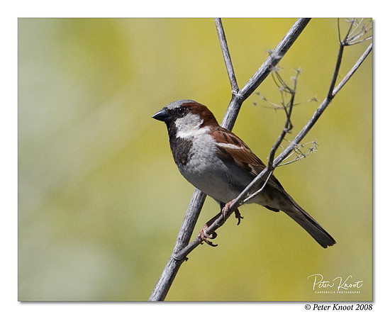 House Sparrow