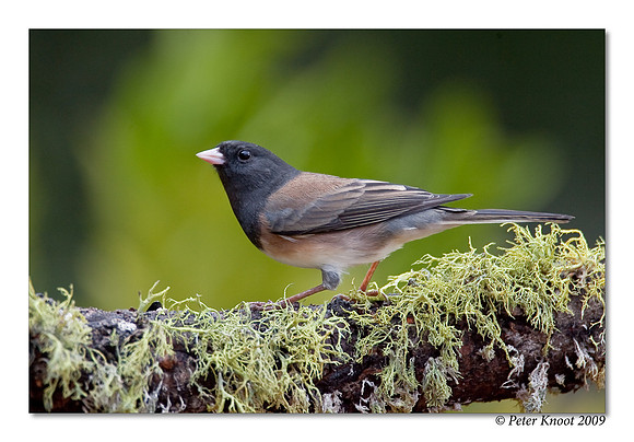 Dark-eyed Junco