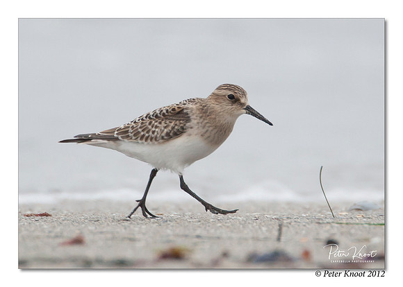 Baird's Sandpiper