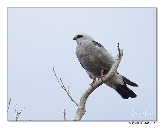 Mississippi Kite