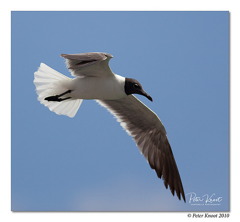 Laughing Gull