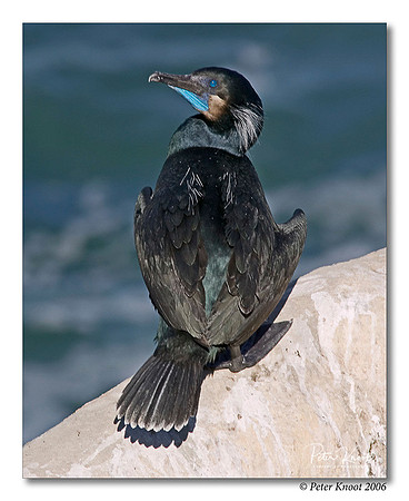 Brandt's Cormorant