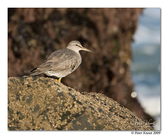 Wandering Tattler