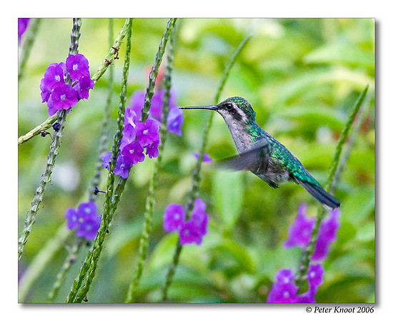 Blue-tailed Emerald Hummingbird
