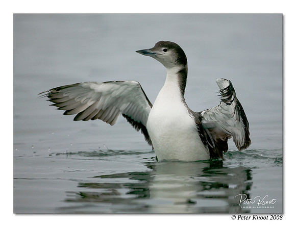 Common Loon