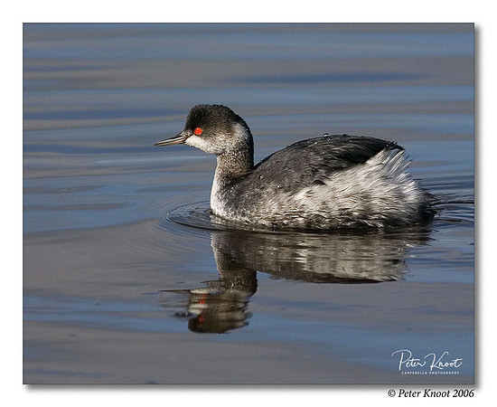 Eared Grebe