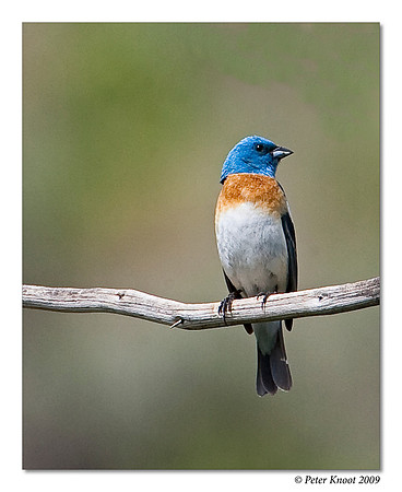 Lazuli Bunting