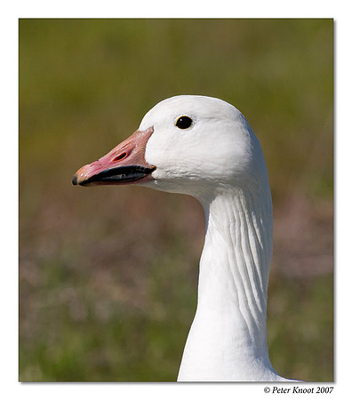 Snow Goose