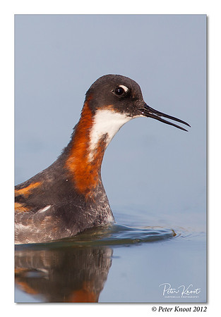 Red-necked Phalarope