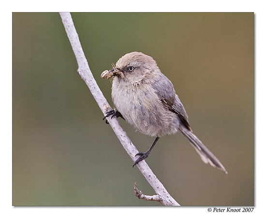Bushtit