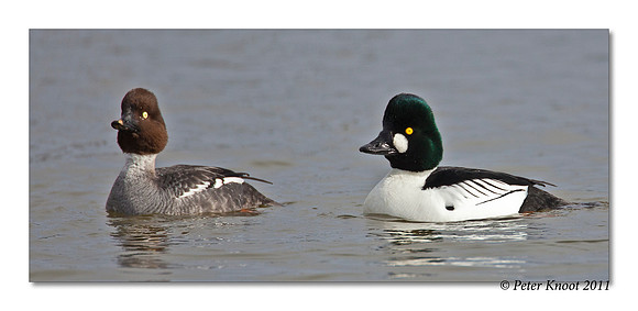 Common Goldeneye