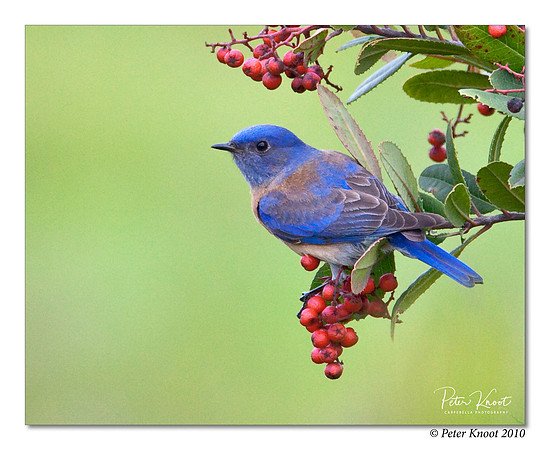Western Bluebird