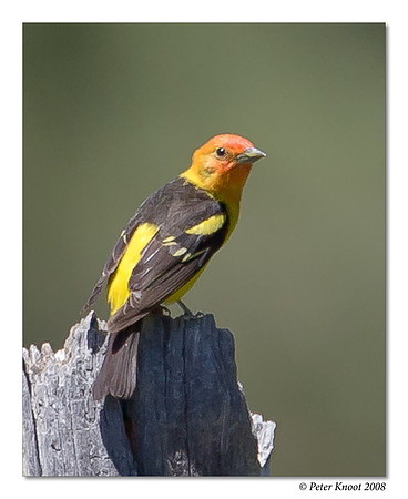 Western Tanager
