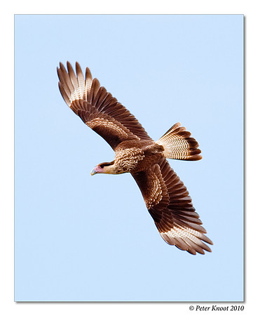 Crested Caracara