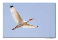White Ibis