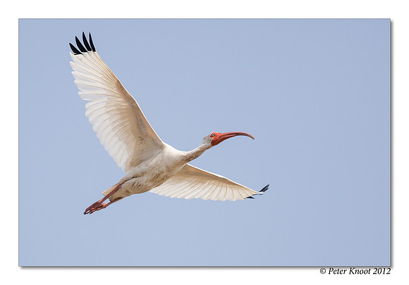 White Ibis
