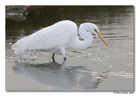Great Egret