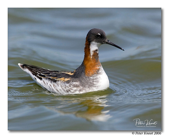 Red-necked Phalarope