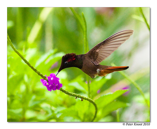 Ruby Topaz Hummingbird
