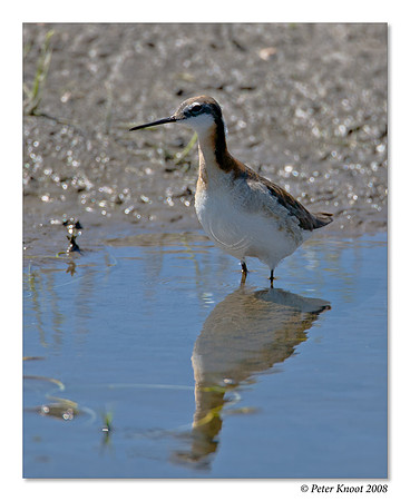Wilson's Phalarope
