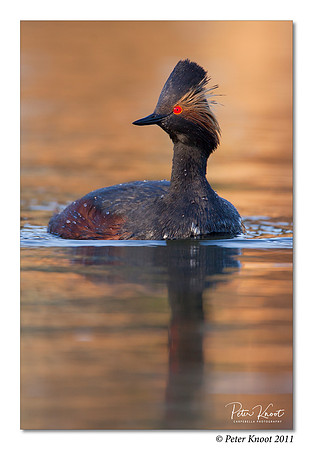 Eared Grebe