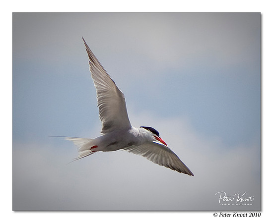 Common Tern