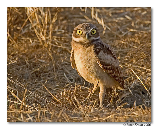 Burrowing Owl