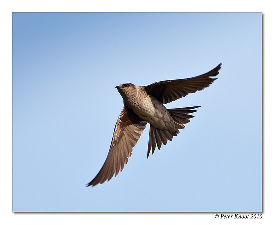 Purple Martin