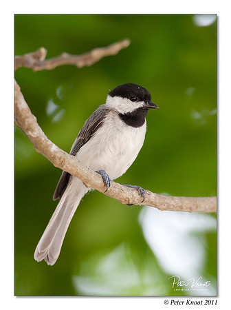 Carolina Chickadee