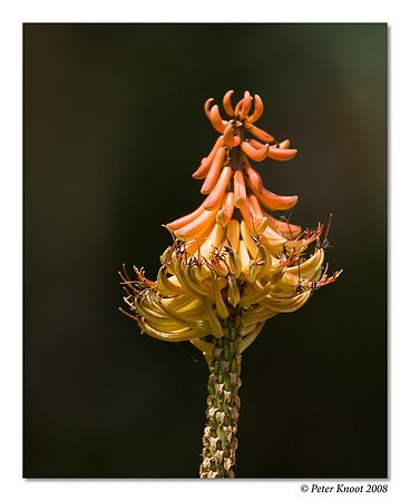 Desert Flower