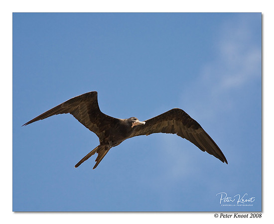 Magnificent Frigatebird