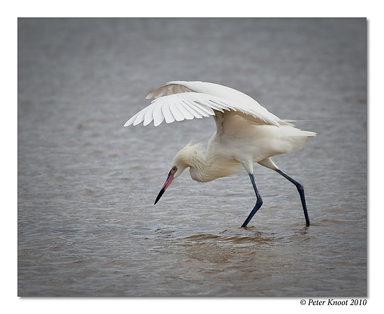 Reddish Egret