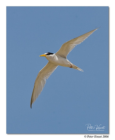 Least Tern
