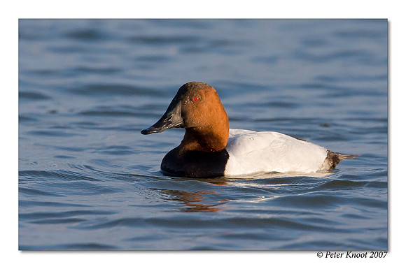 Canvasback
