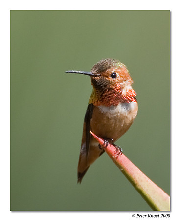 Allen's Hummingbird