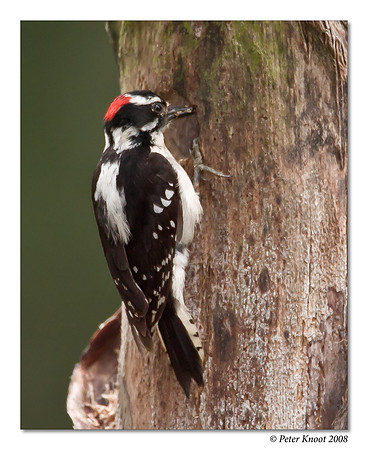 Downy Woodpecker