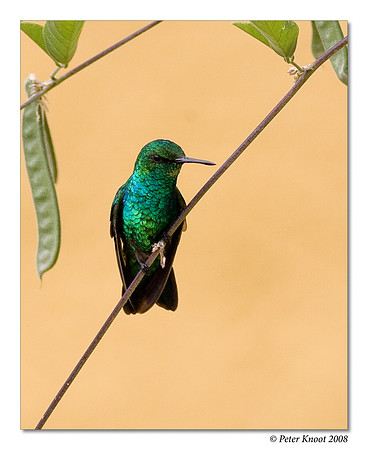 Blue-tailed Emerald Hummingbird