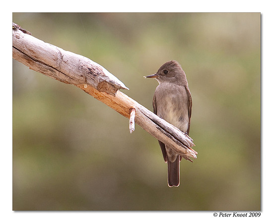 Western Wood Peewee