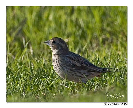 Lark Bunting