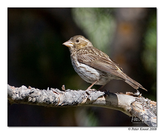 Cassin's Finch
