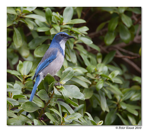 Western Scrub-Jay