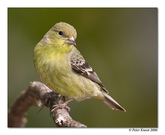 Lesser Goldfinch