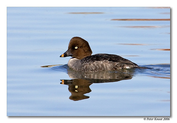 Common Goldeneye