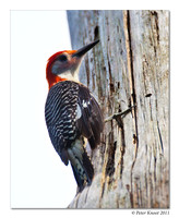 Red-bellied Woodpecker