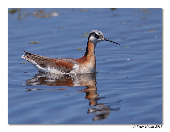 Wilson's Phalarope