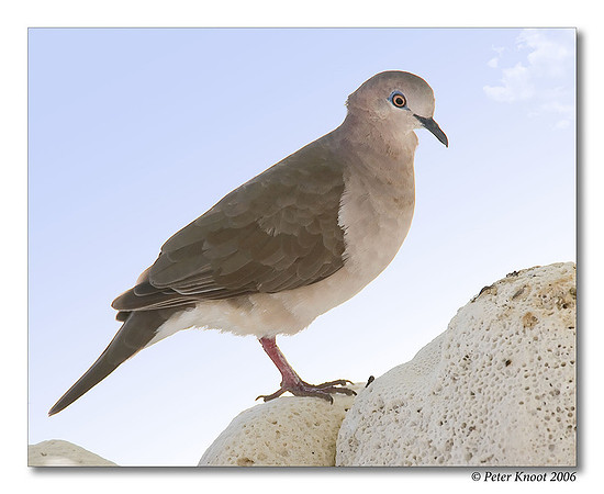 White-tipped Dove
