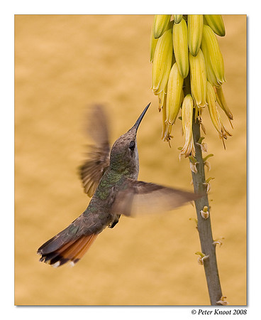 Ruby Topaz Hummingbird