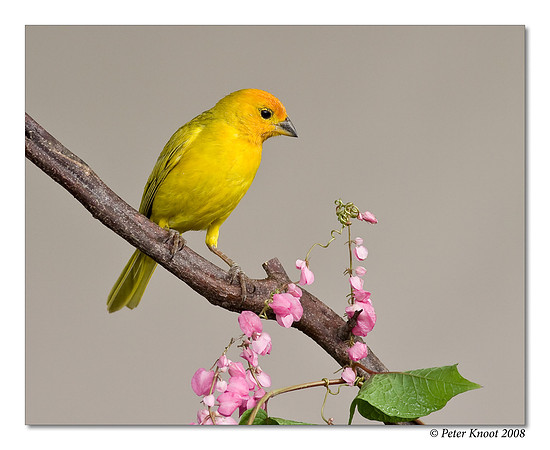 Saffron Finch