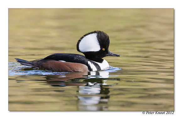 Hooded Merganser