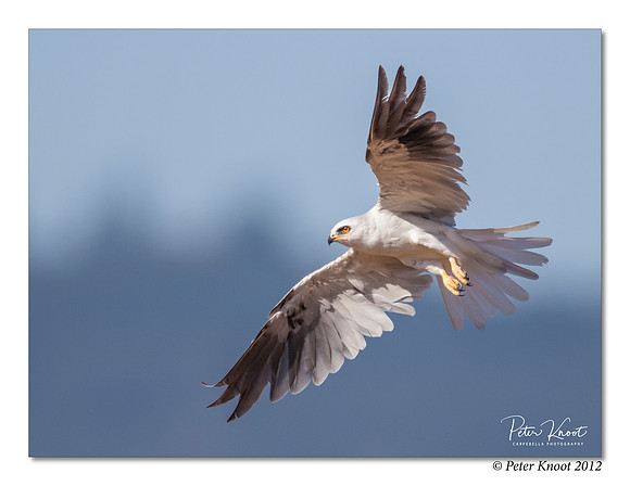 White-tailed Kite